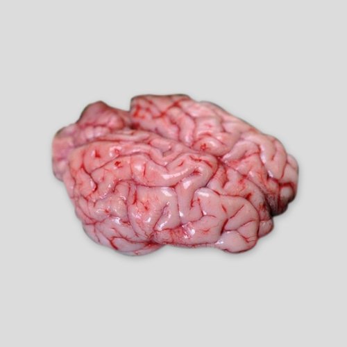 Fresh Mutton Brain (1 PC)